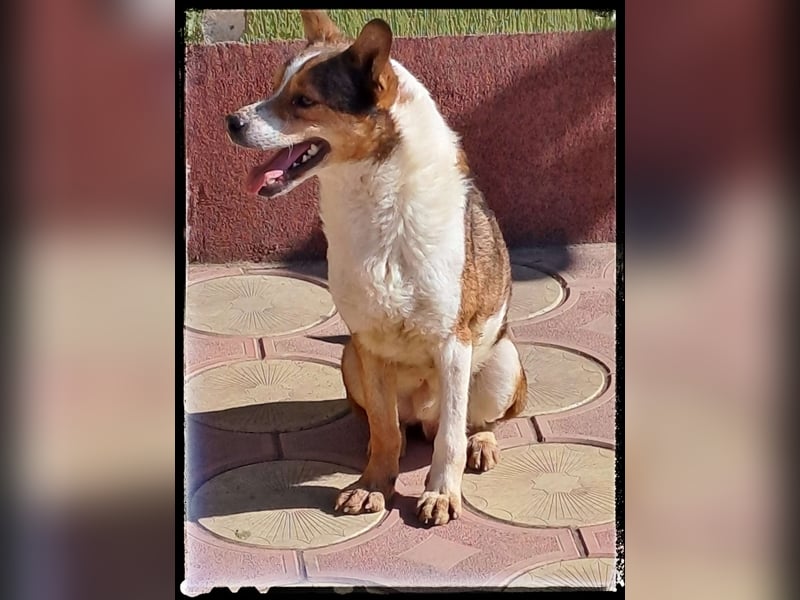 Tobbi-Yoda - ängstlicher Rüde sucht geduldige Menschen