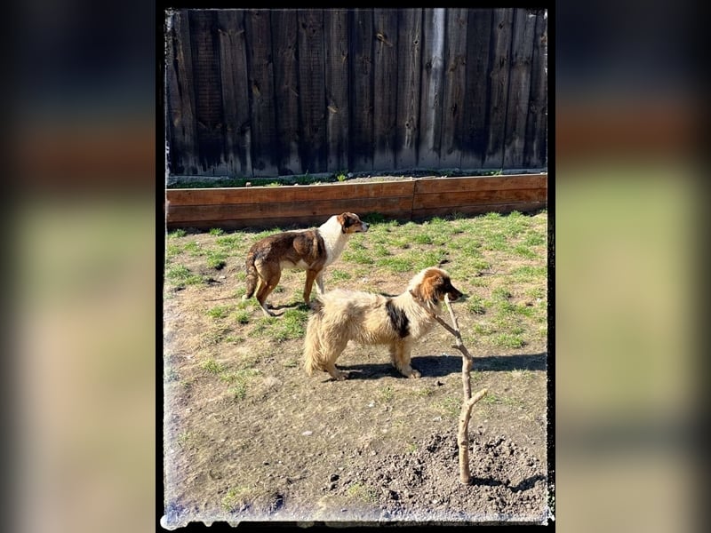 Tobbi-Yoda - ängstlicher Rüde sucht geduldige Menschen