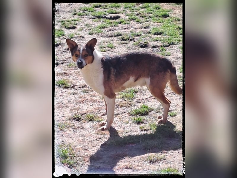 Tobbi-Yoda - ängstlicher Rüde sucht geduldige Menschen