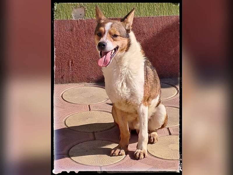 Tobbi-Yoda - ängstlicher Rüde sucht geduldige Menschen