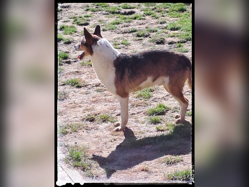 Tobbi-Yoda - ängstlicher Rüde sucht geduldige Menschen