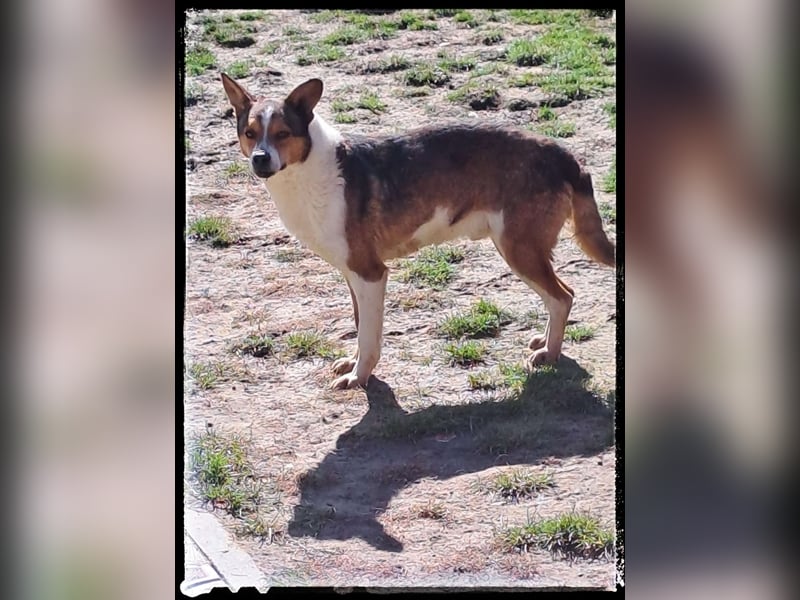 Tobbi-Yoda - ängstlicher Rüde sucht geduldige Menschen