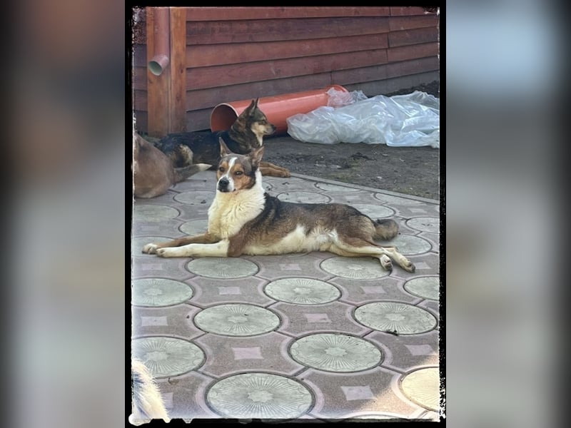 Tobbi-Yoda - ängstlicher Rüde sucht geduldige Menschen