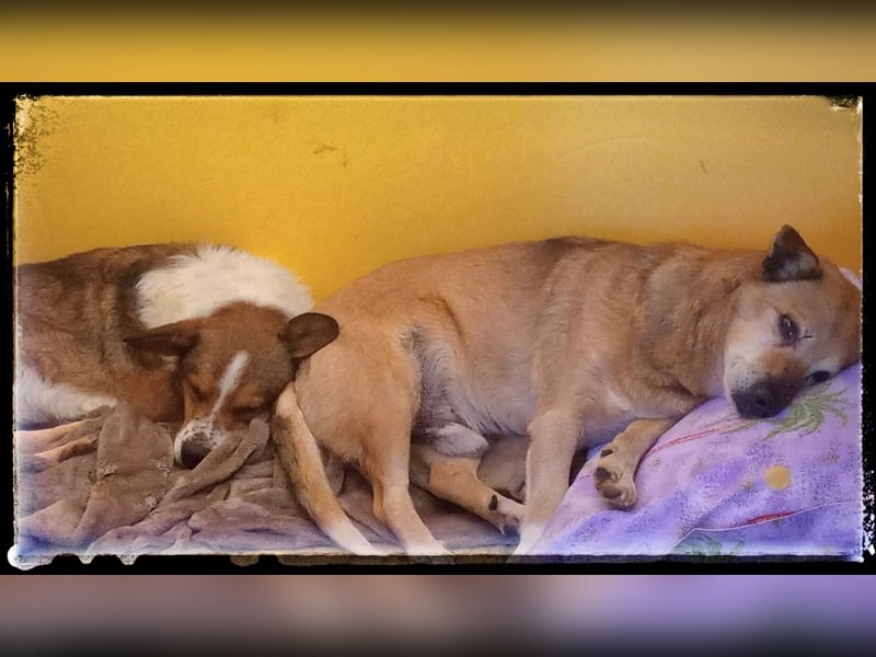 Tobbi-Yoda - ängstlicher Rüde sucht geduldige Menschen