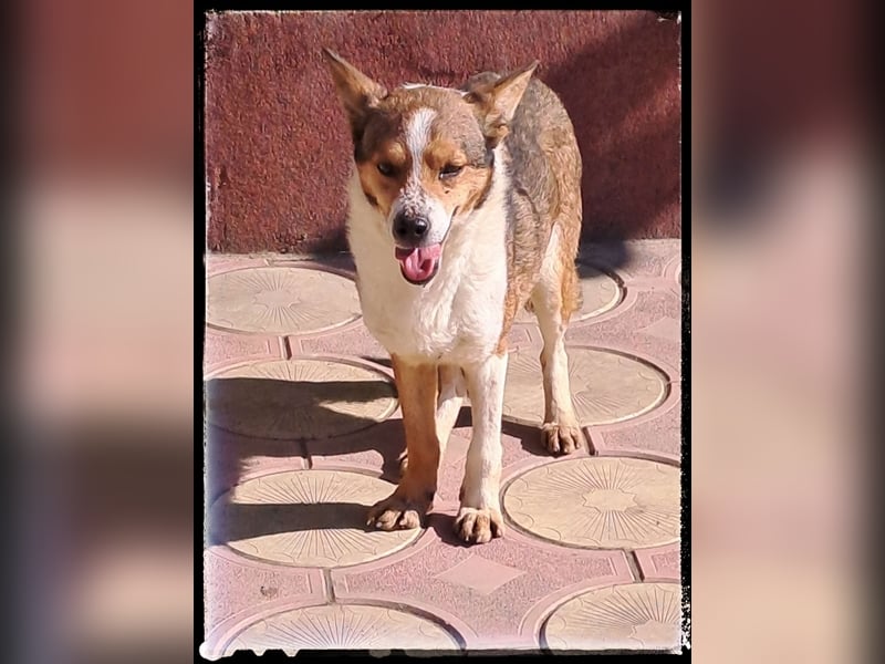 Tobbi-Yoda - ängstlicher Rüde sucht geduldige Menschen