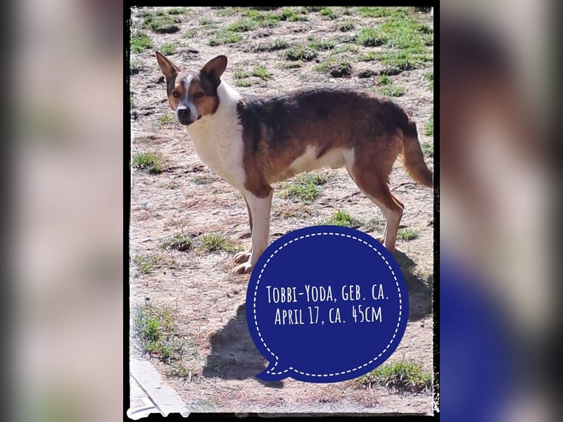 Tobbi-Yoda - ängstlicher Rüde sucht geduldige Menschen