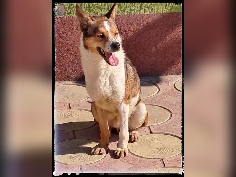 Tobbi-Yoda - ängstlicher Rüde sucht geduldige Menschen