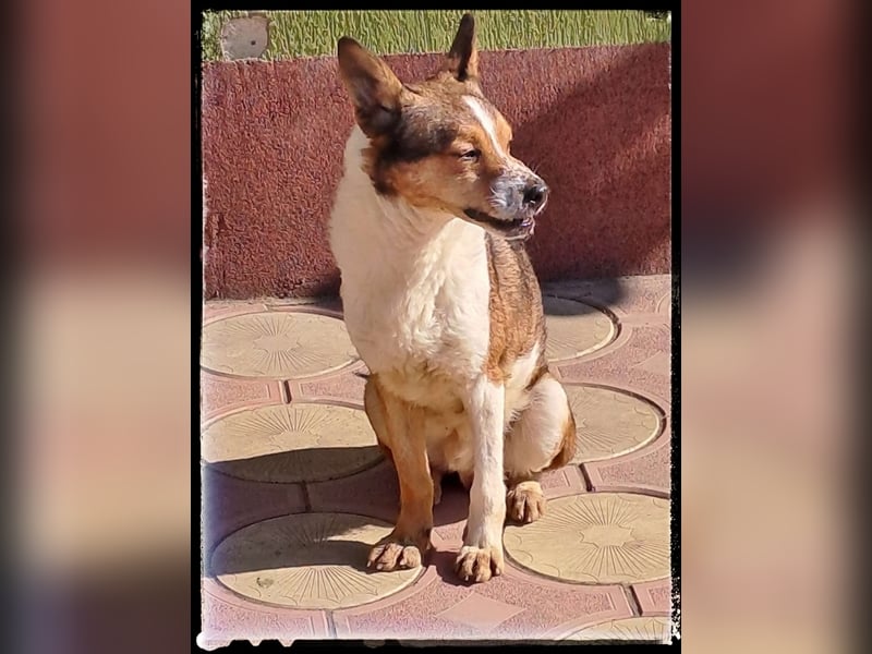 Tobbi-Yoda - ängstlicher Rüde sucht geduldige Menschen