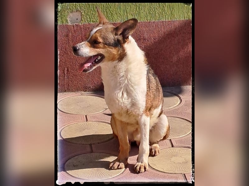 Tobbi-Yoda - ängstlicher Rüde sucht geduldige Menschen