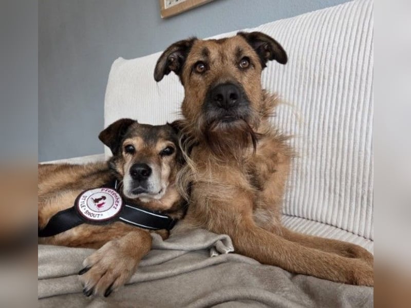 Nino, lieber verschmuster Senior