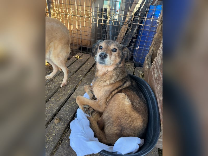 NINO - sanfter Senior sucht seine Chance auf ein eigenes Zuhause