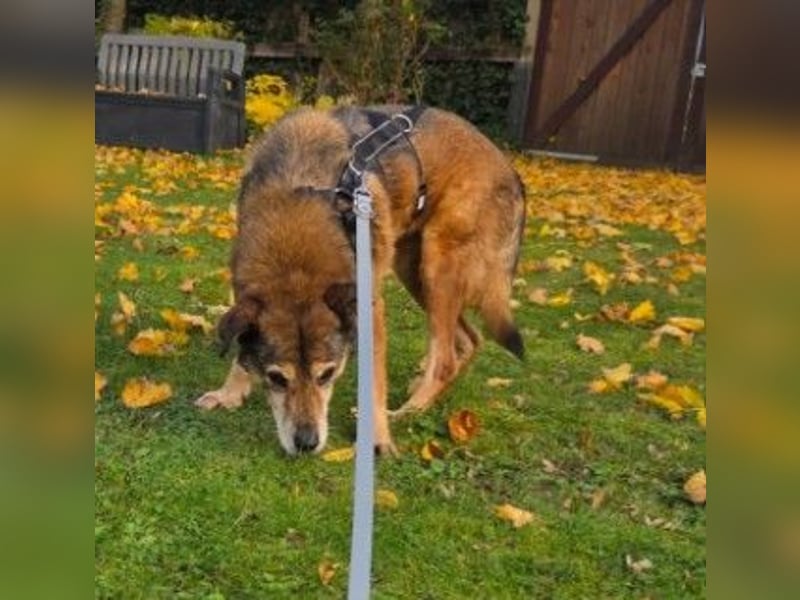 Nino, lieber verschmuster Senior