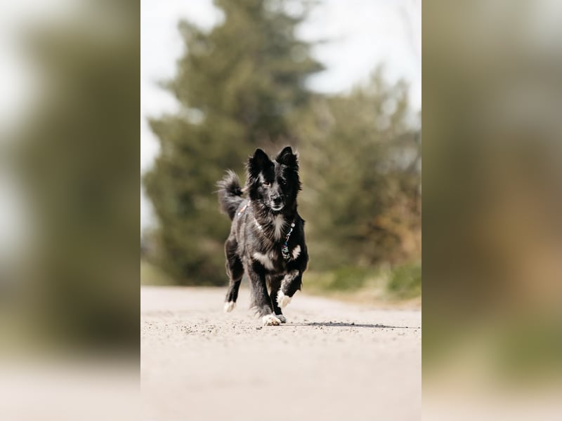 Fröhliche Bonja sucht ihre Menschen