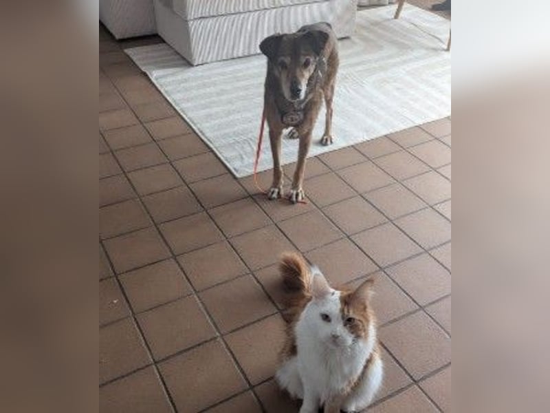 lieber Senior NINO sucht sein Happy End