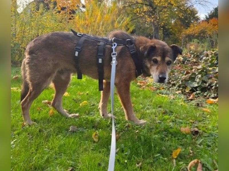 Nino, lieber verschmuster Senior