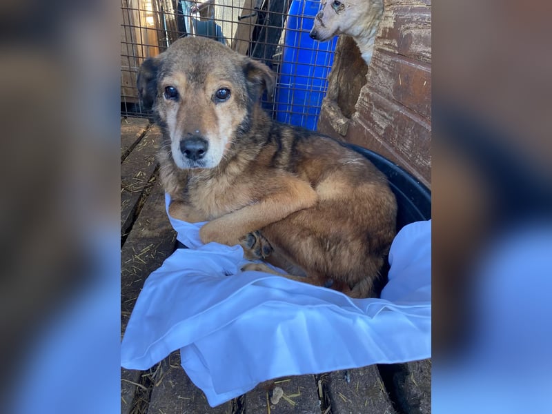 NINO - sanfter Senior sucht seine Chance auf ein eigenes Zuhause