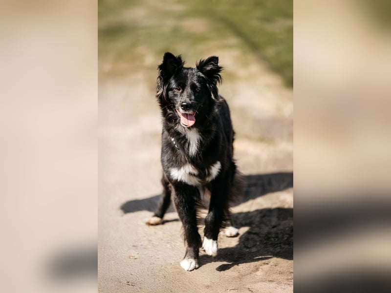 Fröhliche Bonja sucht ihre Menschen