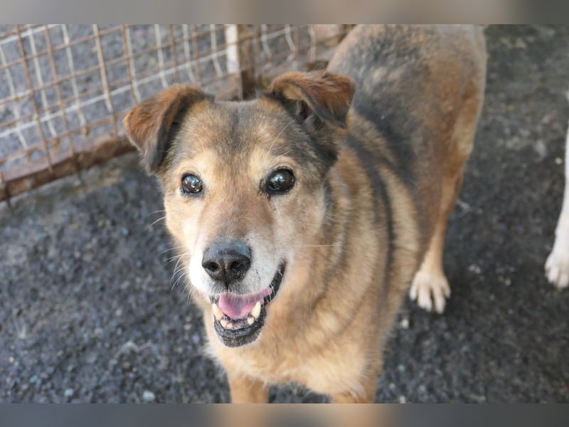 Nino, lieber verschmuster Senior