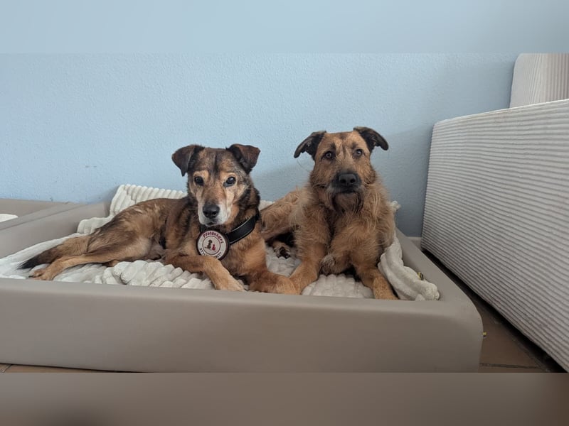 Nino, lieber verschmuster Senior