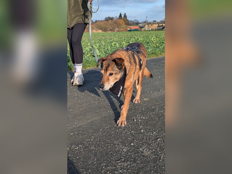 NINO - sanfter Senior sucht seine Chance auf ein eigenes Zuhause