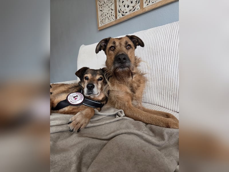 Nino, lieber verschmuster Senior