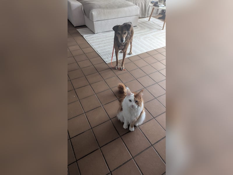 lieber Senior NINO sucht sein Happy End