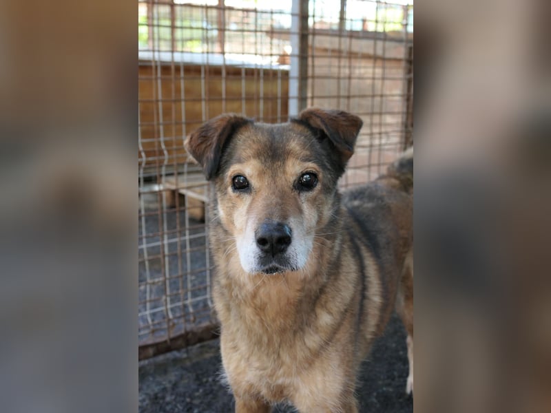 NINO - sanfter Senior sucht seine Chance auf ein eigenes Zuhause