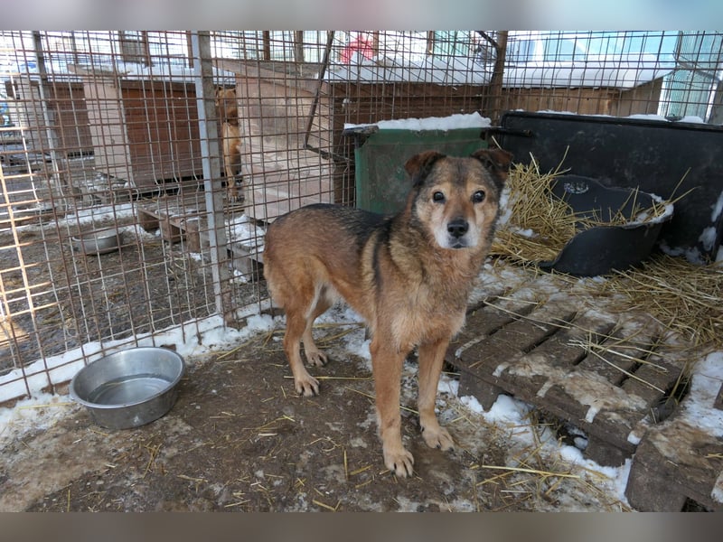 NINO - sanfter Senior sucht seine Chance auf ein eigenes Zuhause