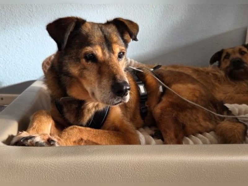 NINO - sanfter Senior sucht seine Chance auf ein eigenes Zuhause