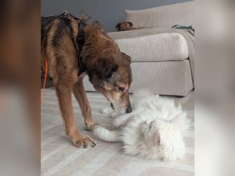 Nino, lieber verschmuster Senior