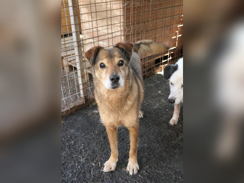 lieber Senior NINO sucht sein Happy End