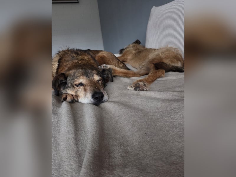 lieber Senior NINO sucht sein Happy End