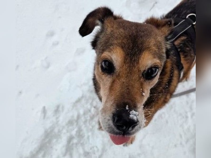 lieber Senior NINO sucht sein Happy End