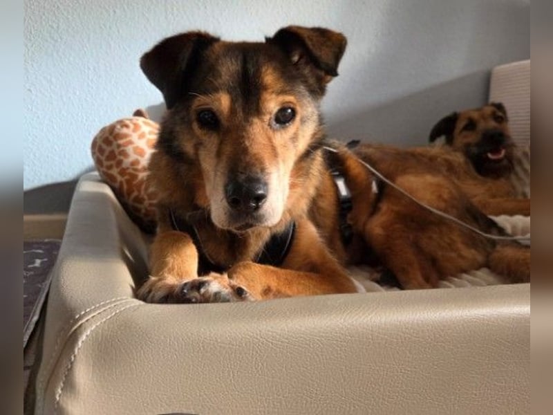 NINO - sanfter Senior sucht seine Chance auf ein eigenes Zuhause