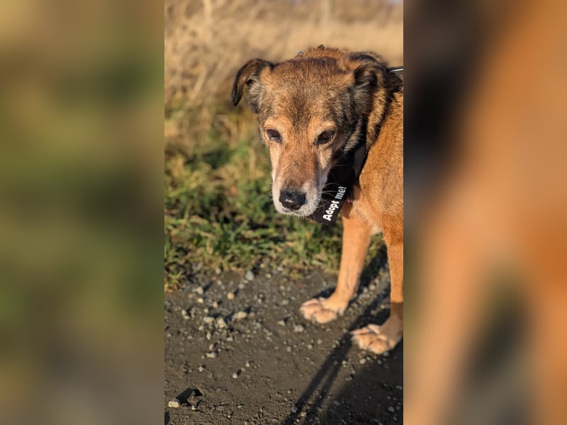 Nino, lieber verschmuster Senior