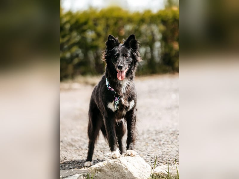 Fröhliche Bonja sucht ihre Menschen