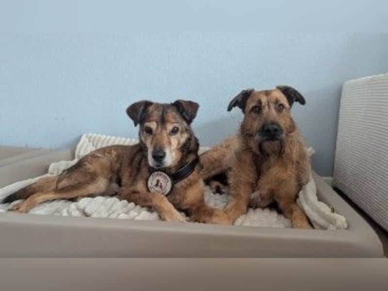 lieber Senior NINO sucht sein Happy End