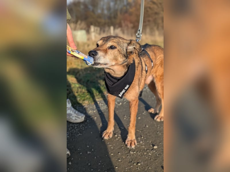 Nino, lieber verschmuster Senior