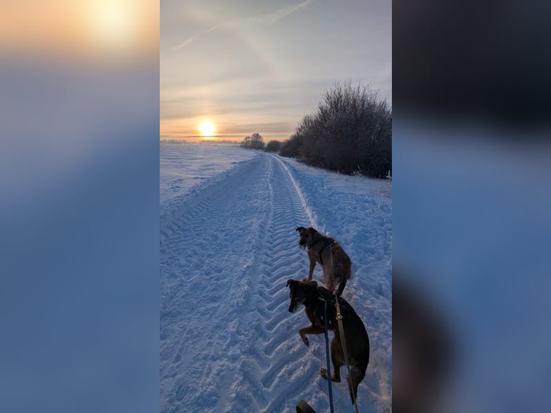 lieber Senior NINO sucht sein Happy End