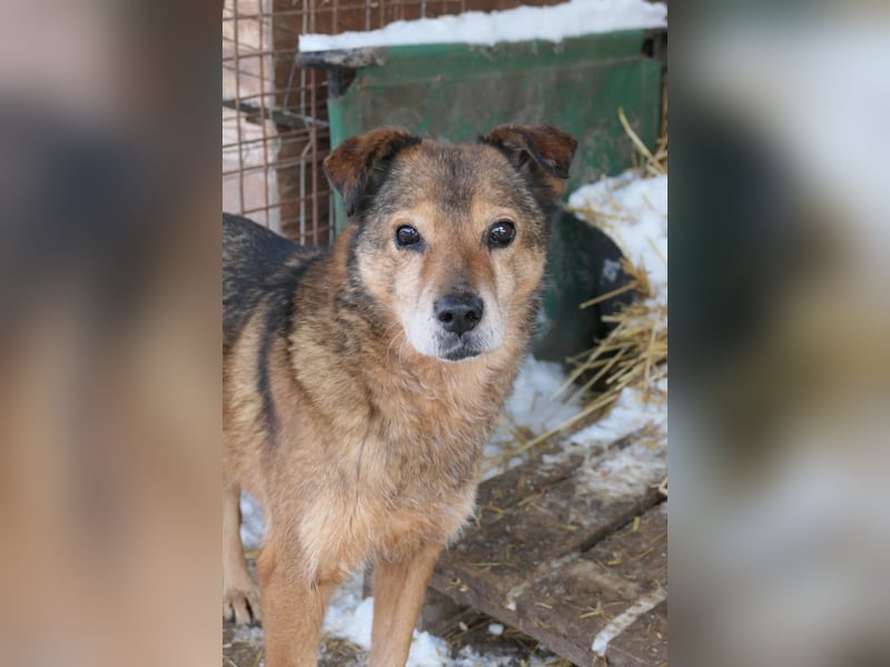 NINO - sanfter Senior sucht seine Chance auf ein eigenes Zuhause