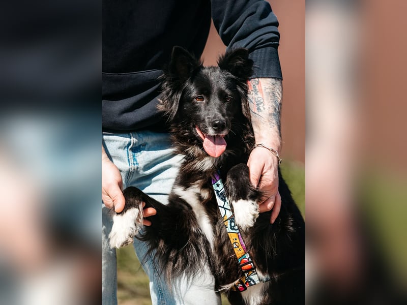 Fröhliche Bonja sucht ihre Menschen
