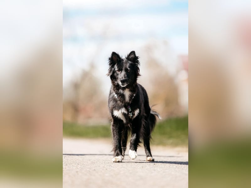 Fröhliche Bonja sucht ihre Menschen