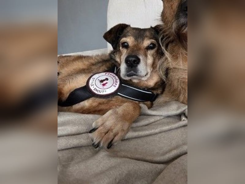 Nino, lieber verschmuster Senior