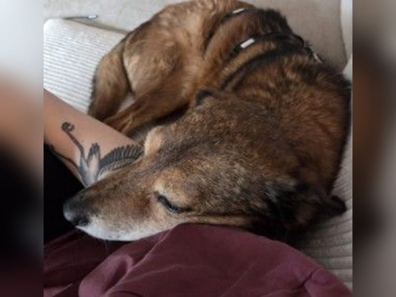 Nino, lieber verschmuster Senior