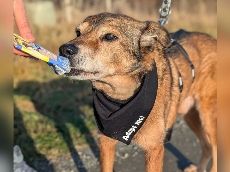 lieber Senior NINO sucht sein Happy End