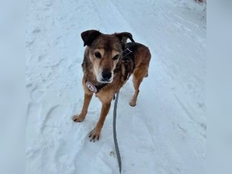 lieber Senior NINO sucht sein Happy End