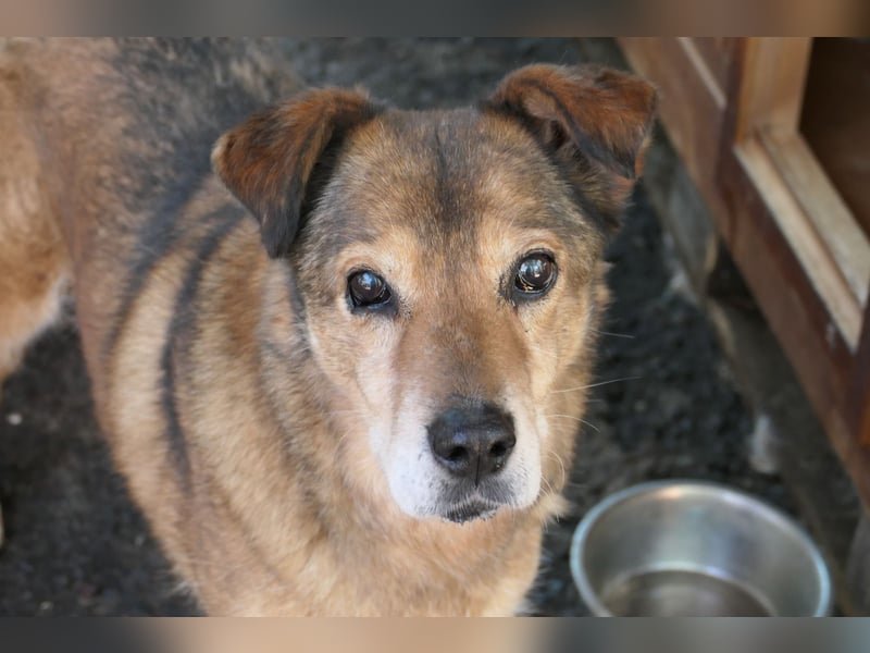 NINO - sanfter Senior sucht seine Chance auf ein eigenes Zuhause