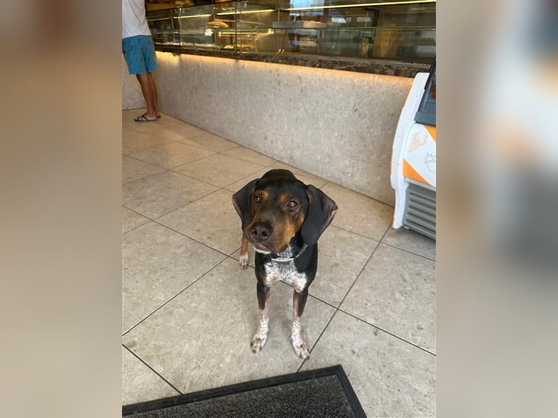 Chap sucht sein zu Hause!❤️