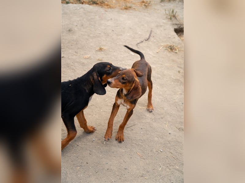 Mio sucht sein zu Hause!❤️