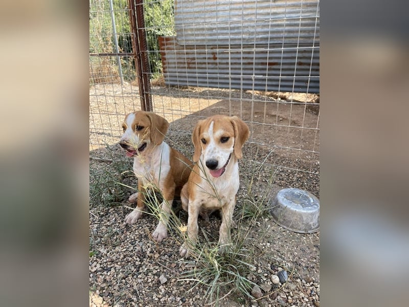 Charly sucht sein zu Hause!❤️